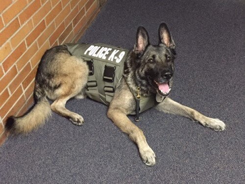 K9 officer